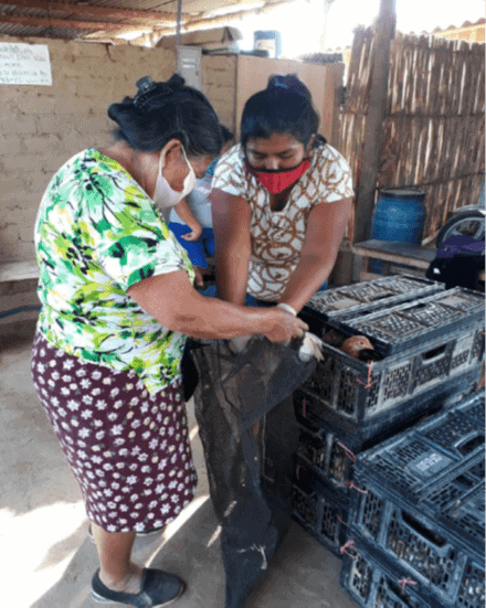 woman receives laying hens from another woman