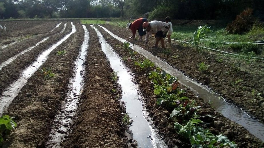 2 women plant vegetables in irrigated rows