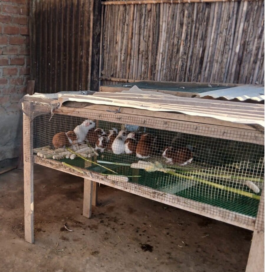 guinea pigs in a wire mesh cage  on stilts