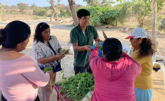 four women and one man cut green herbs